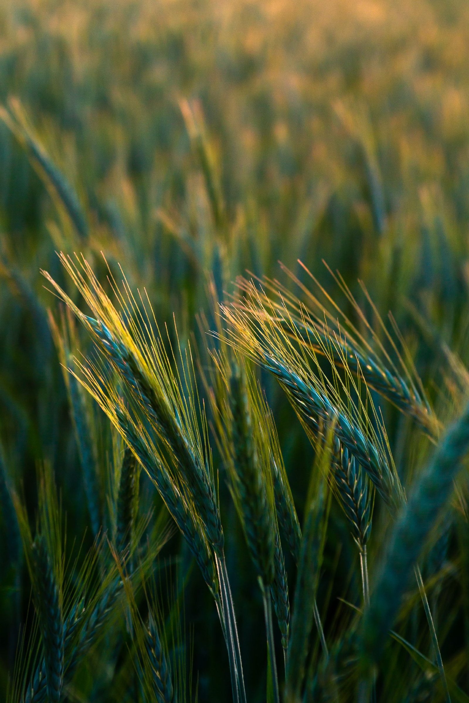 Agro